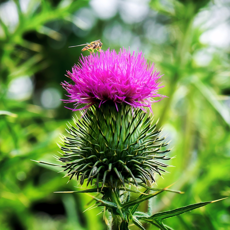 Kratzdistel mit Schwebfliege