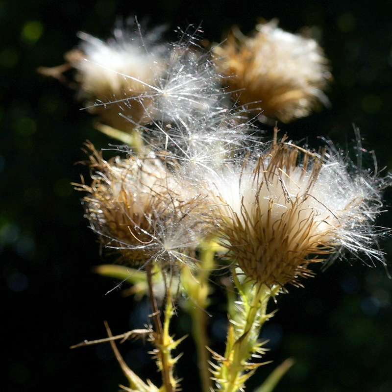 Vorboten des Herbstes