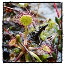 Fotos_Fleisch fressende Pflanzen