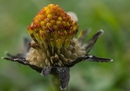 Fotos_Gänseblümchen