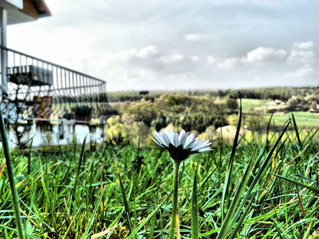 Daisy