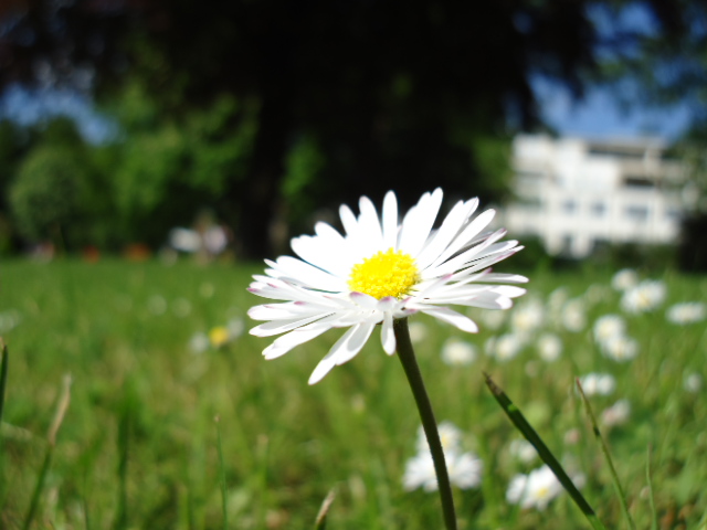 Gänseblümchen