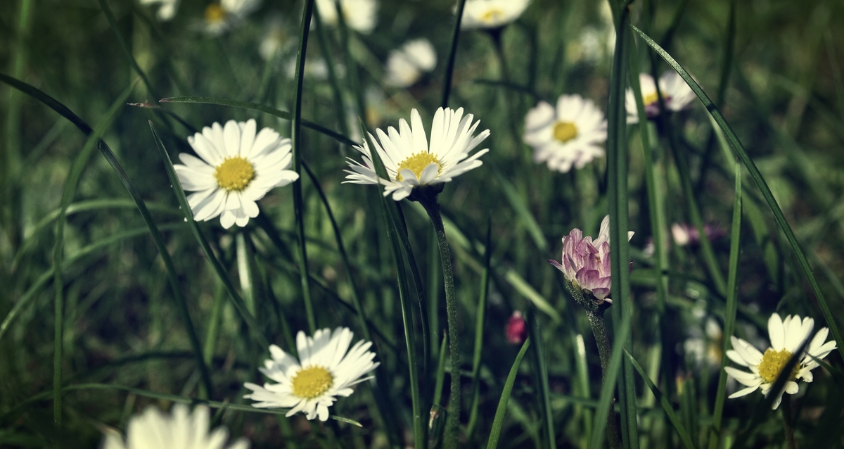 Gartenwiese