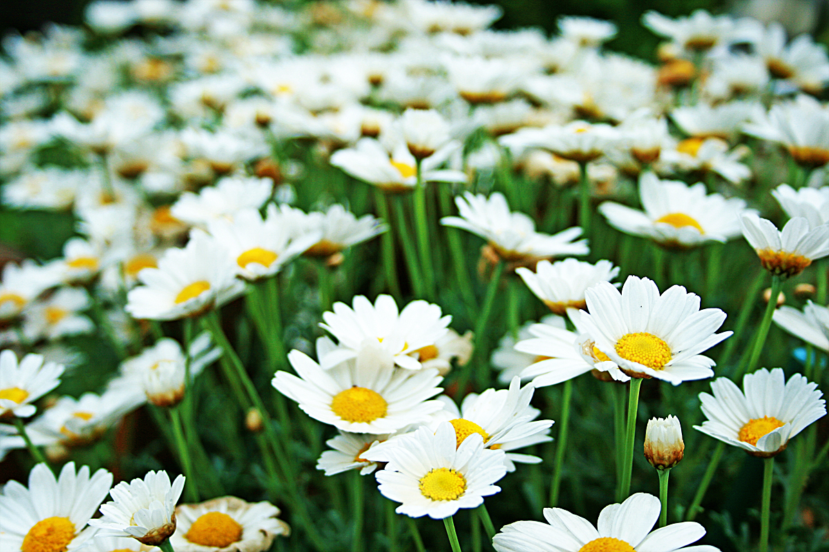 Keine Gänseblümchen ...