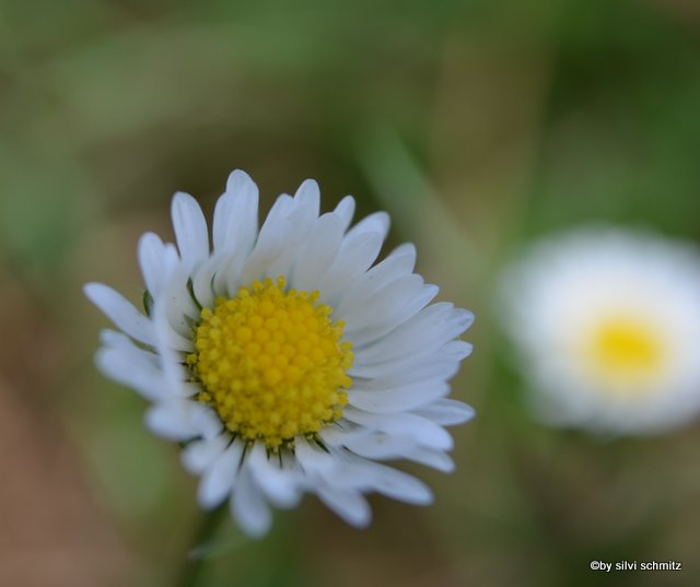 gänseblume