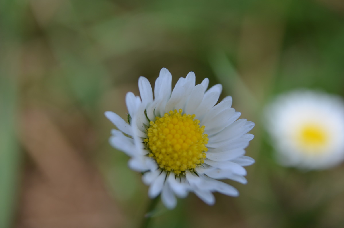 gänseblume