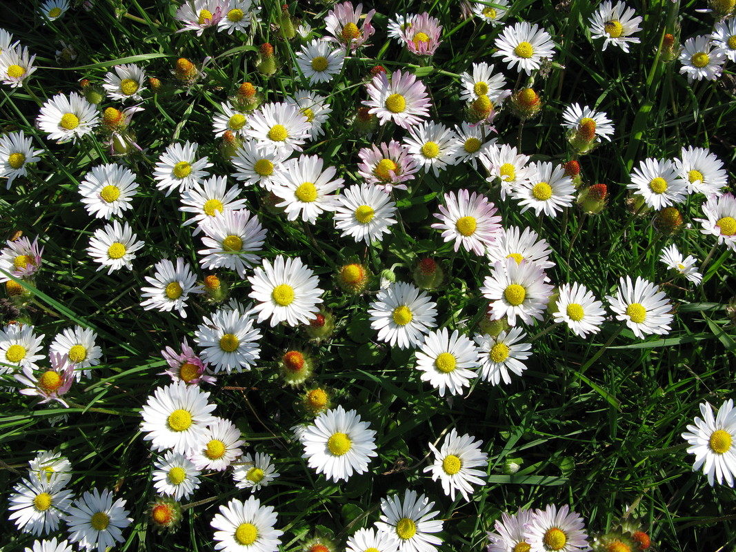 Gänseblümchen (Bellis perennis)  (30. Mai 2011) --- 1. Foto ---