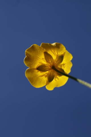 Blüte von unten