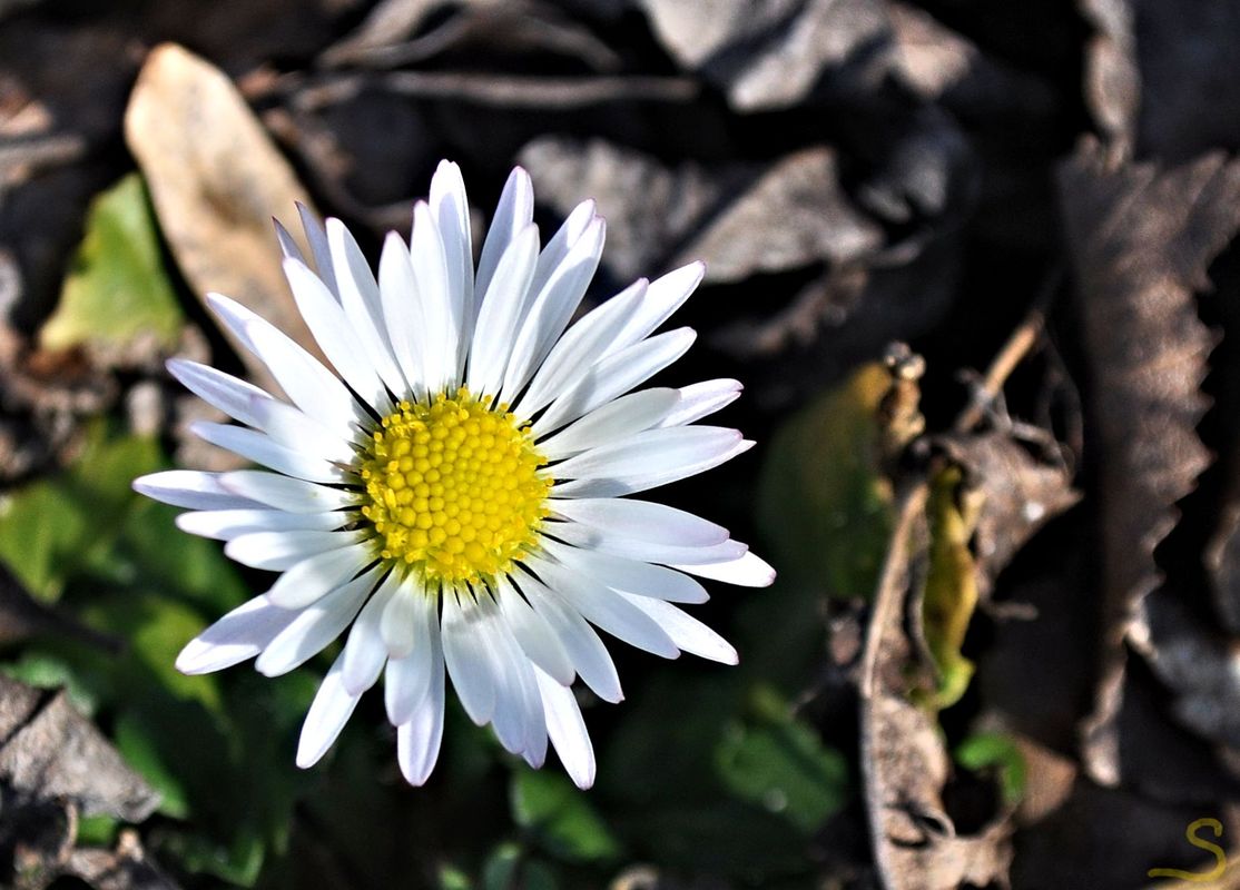 Gänseblümchen im März