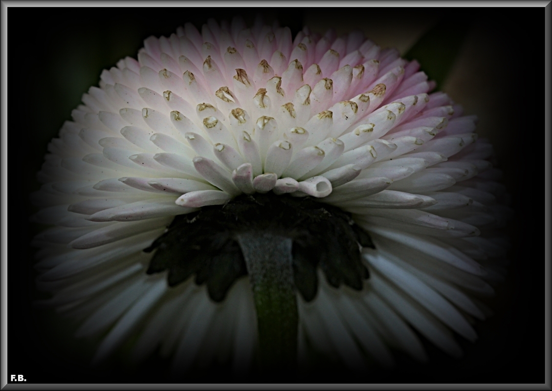 Gänseblümchen von hinten