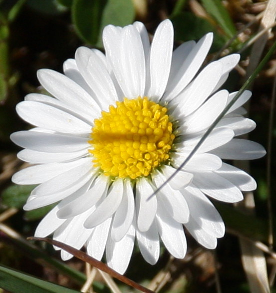 Das Gänseblümchen....
