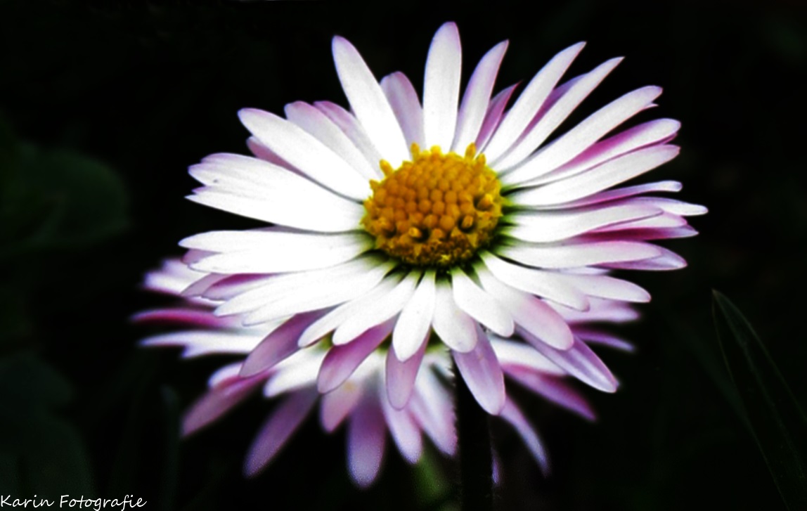 Gänseblümchen