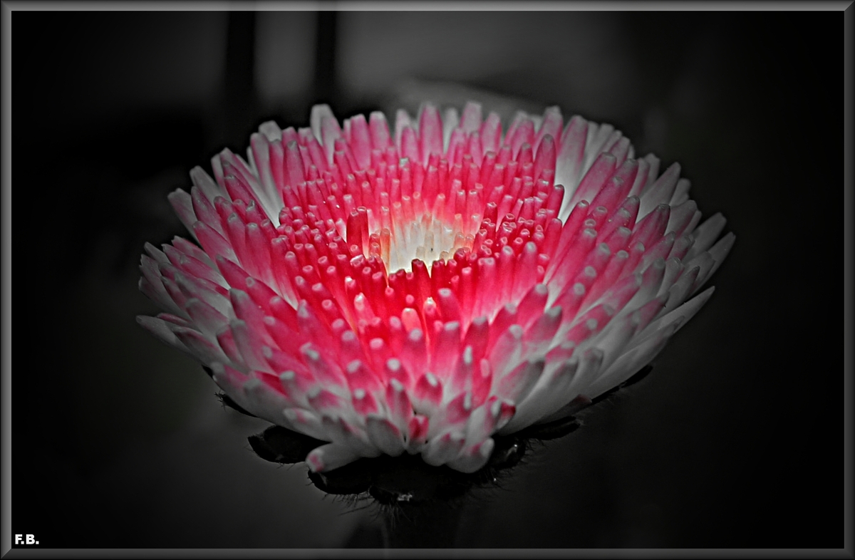 Bellis - Gänseblümchen