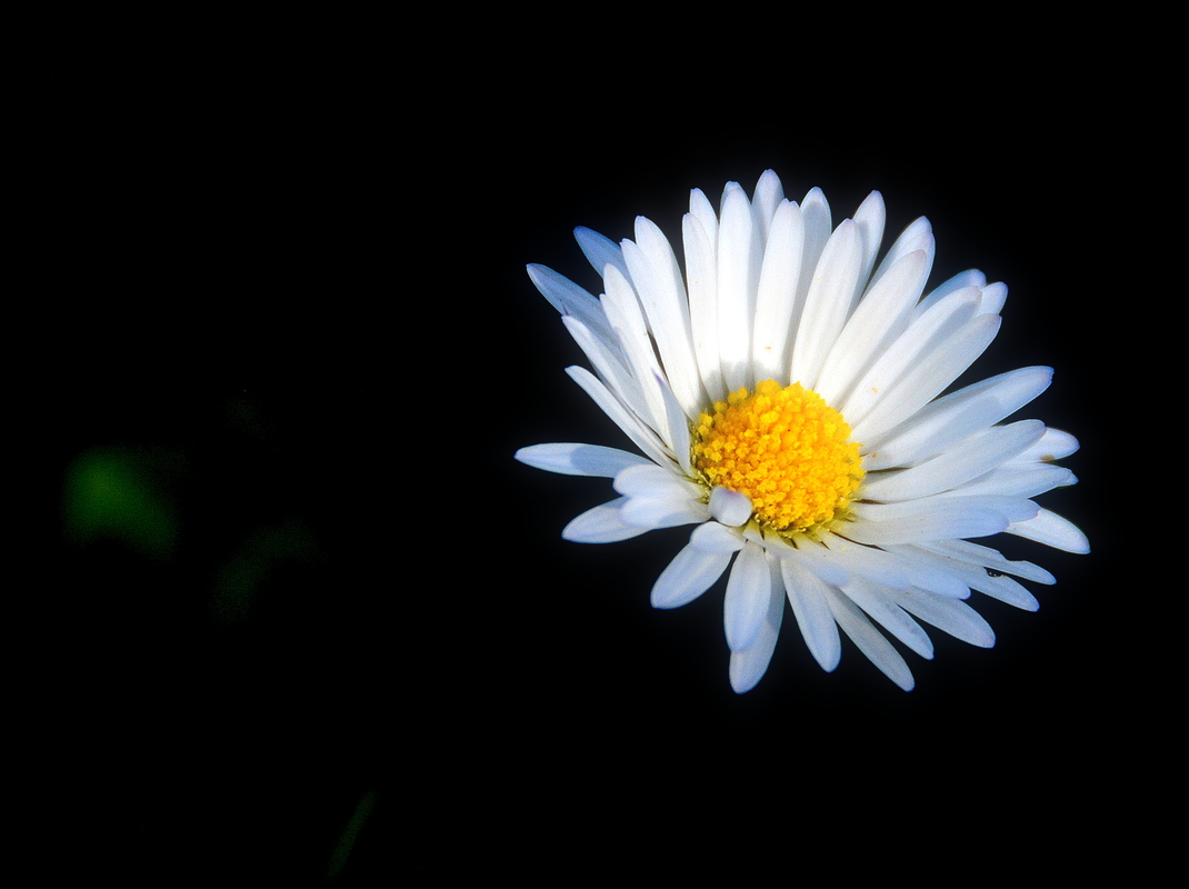 Gänseblümchen