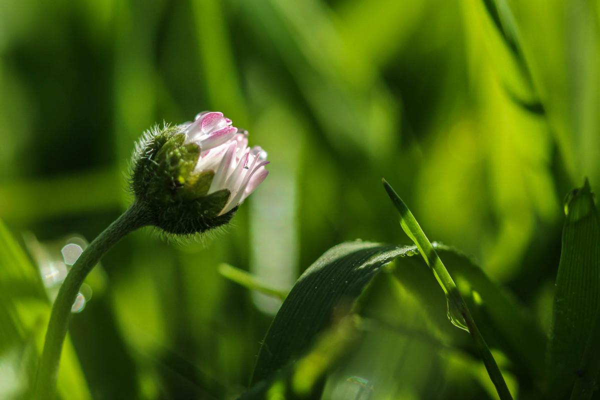 Gäseblümchen kurz vorm Start
