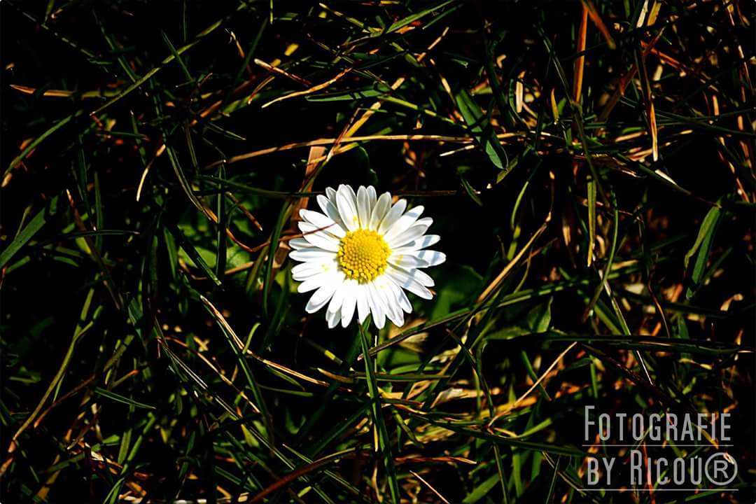 Gänseblümchen 