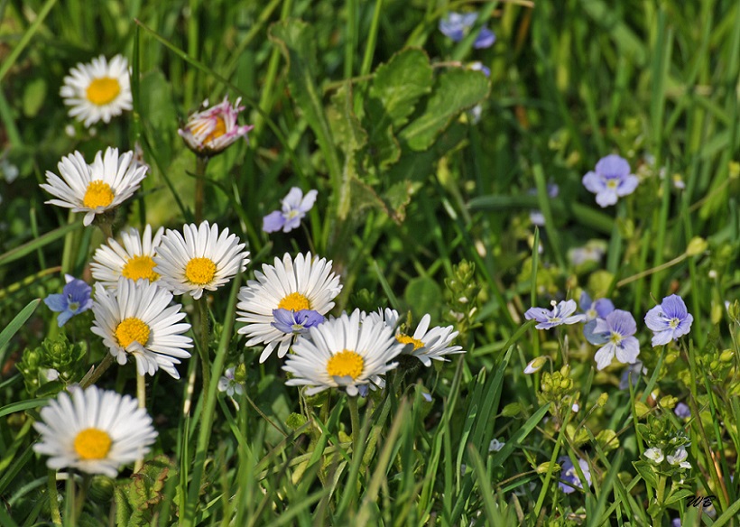 ... Gänseblümchen und Ehrenpreis