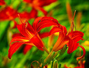 orange rote Taglilie