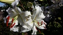 Lilien 2