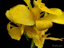 ~~Canna Blüten~~