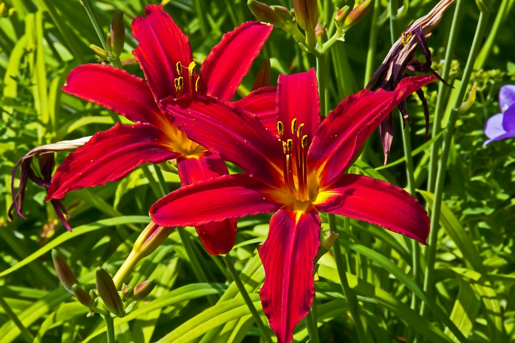 es Blüht so schön.