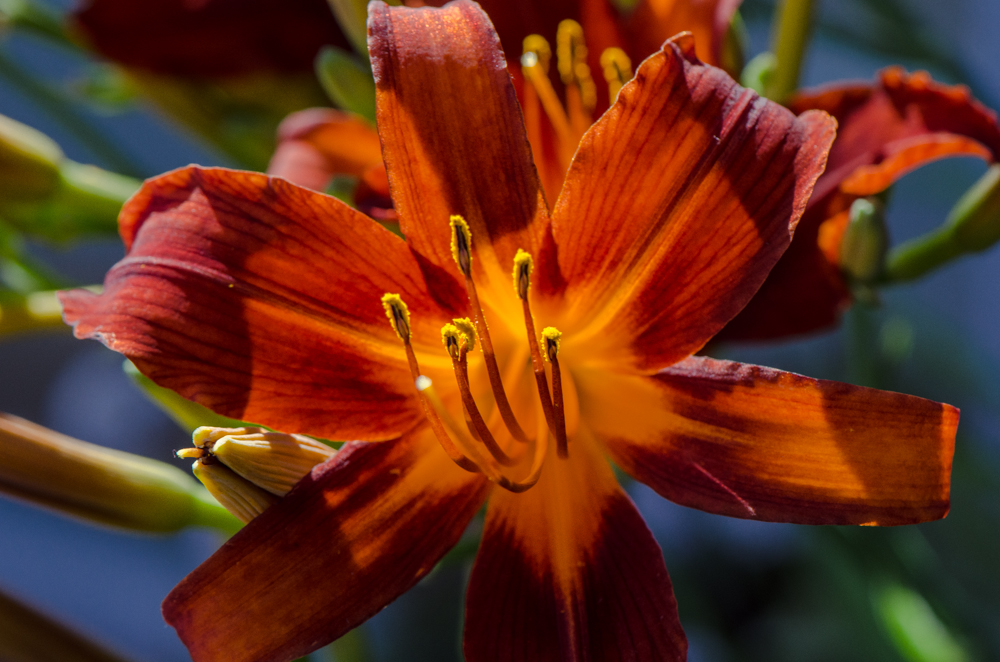 Lilie in der Abendsonne