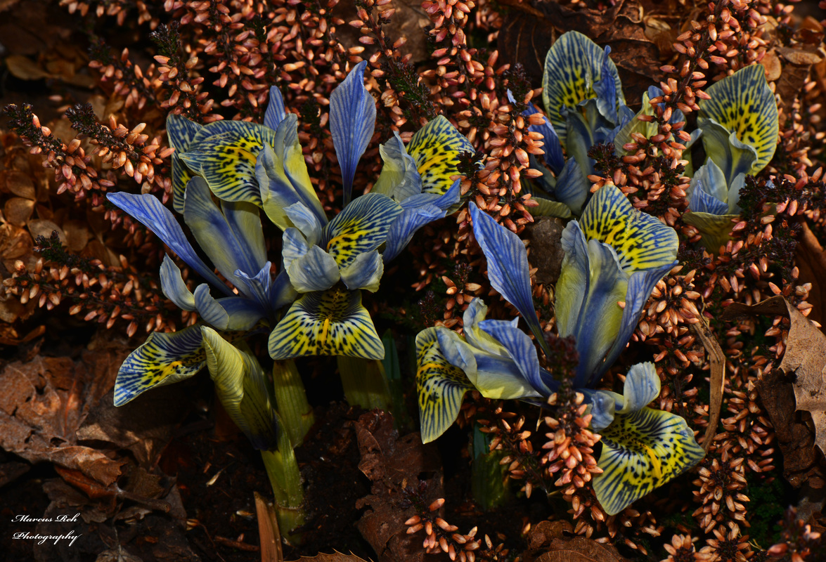 Winter- Iris / Zwerg- Iris