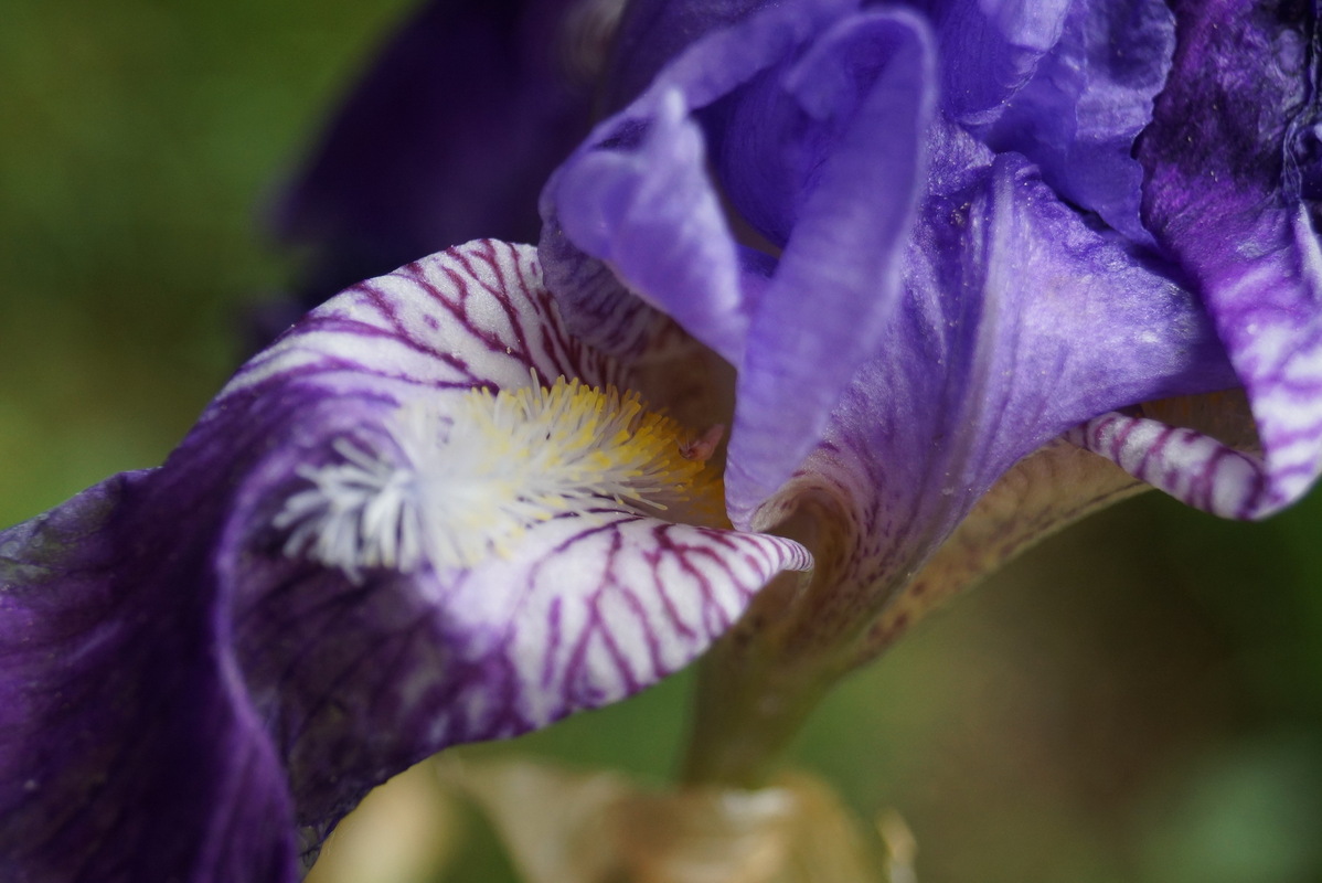 halb verblüht - halb verdorrt