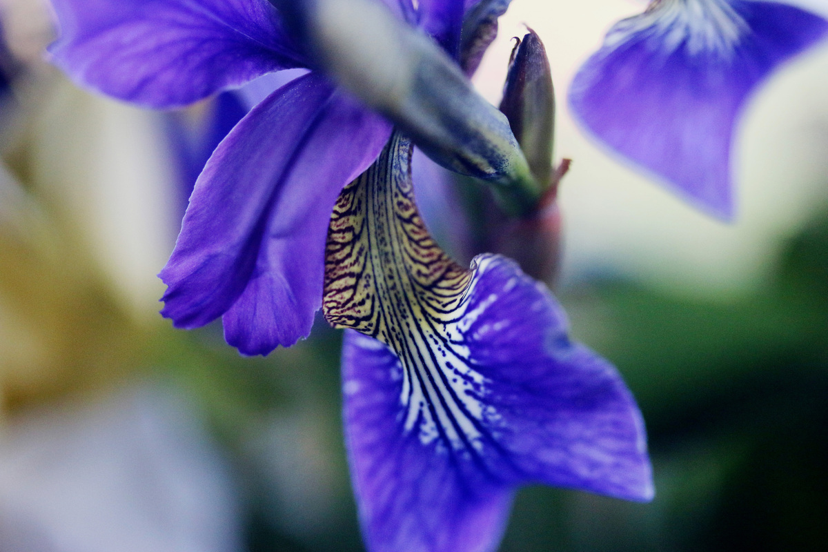 Blumen in unserem Garten