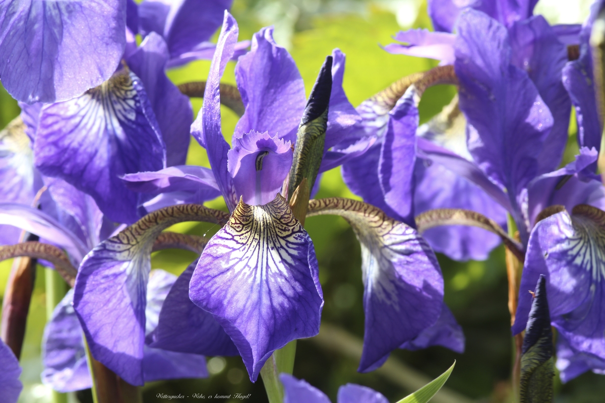 Wehe es gibt Hagel!!!