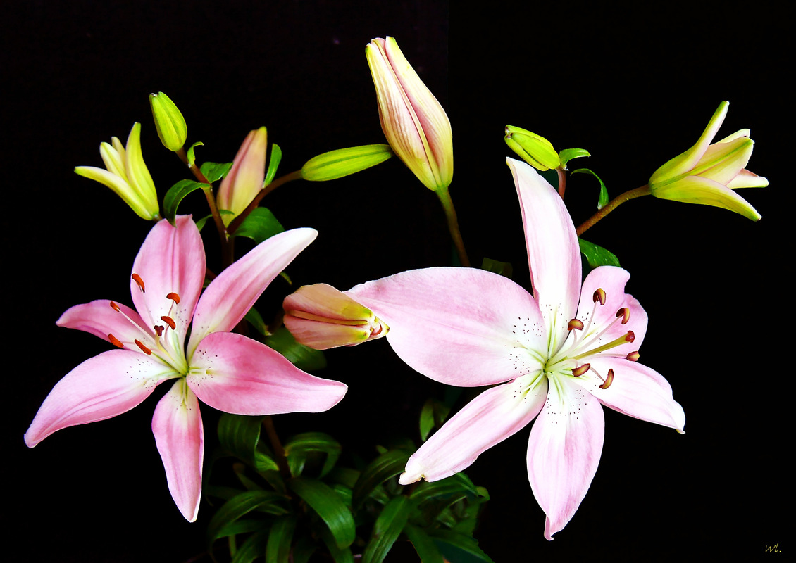 Lilien