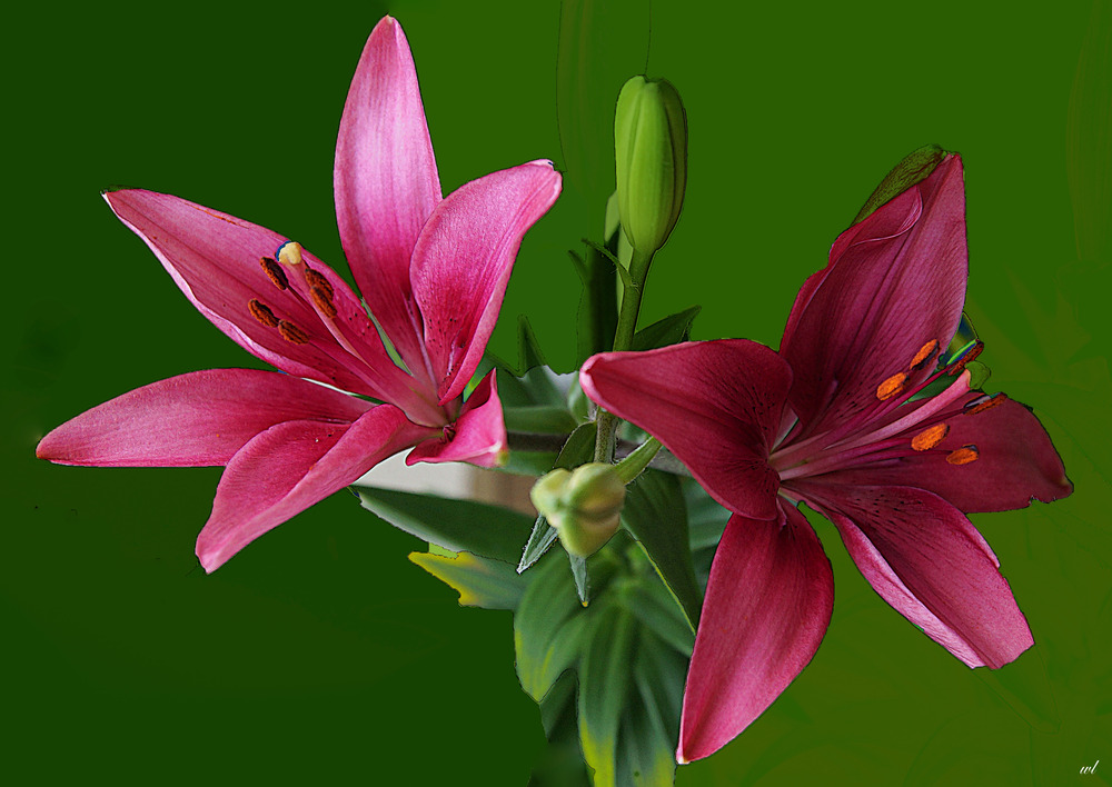 rote Lilie