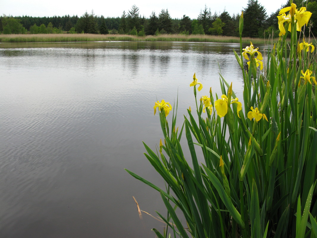 Sumpf-Schwertlilie an einem Fischteich in der Langenhorner Heide