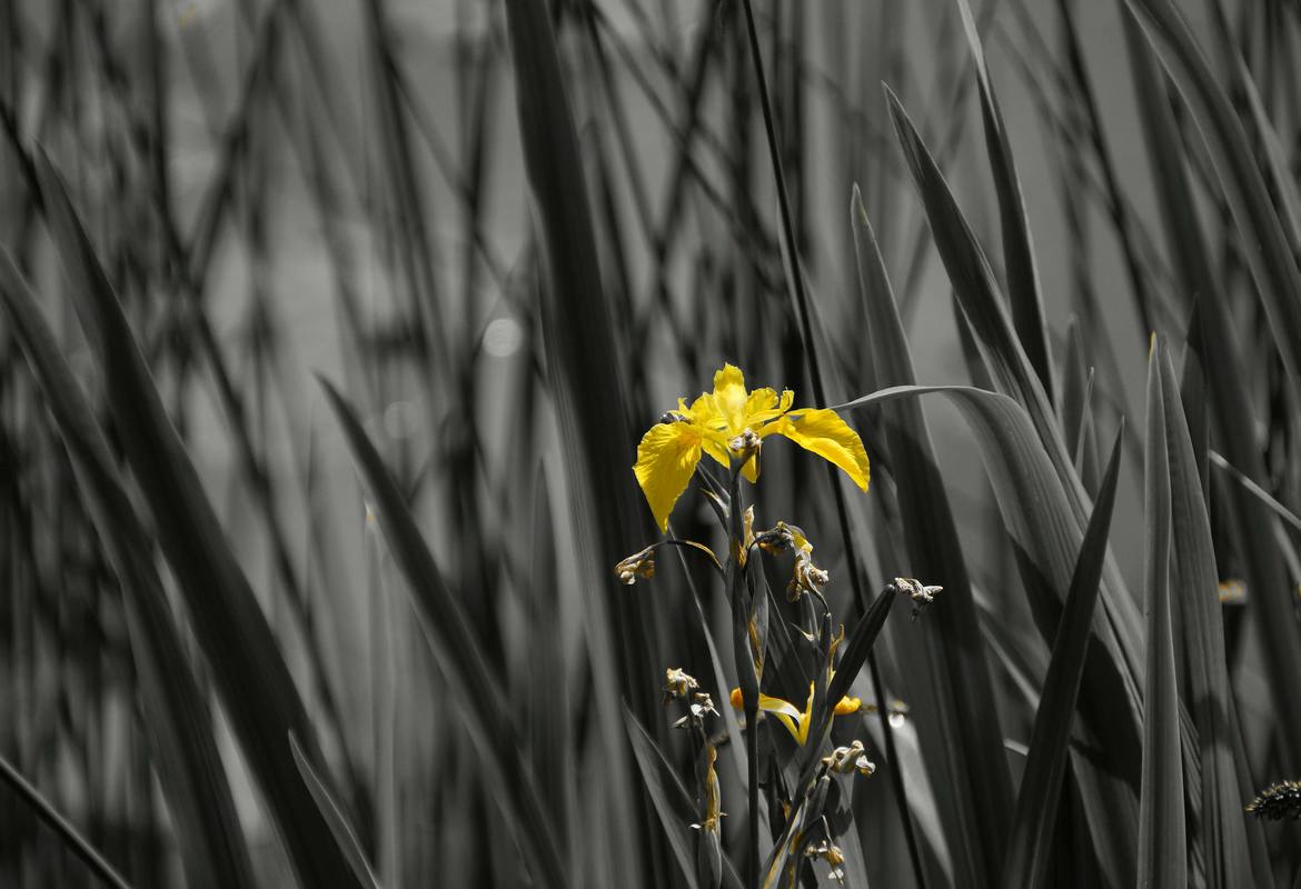 Spielerei in Schwarz-weiß-gelb