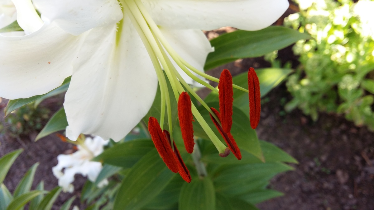 Lilien 1
