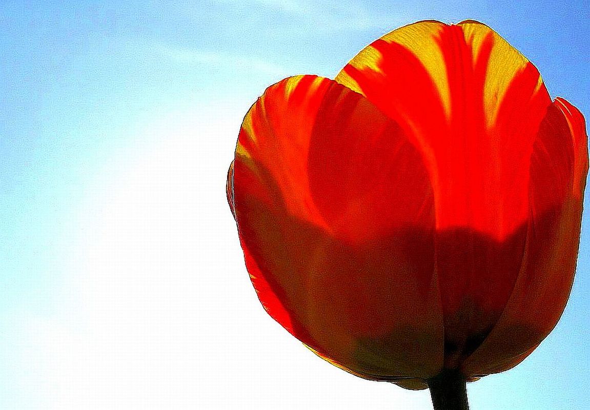 Tulpe