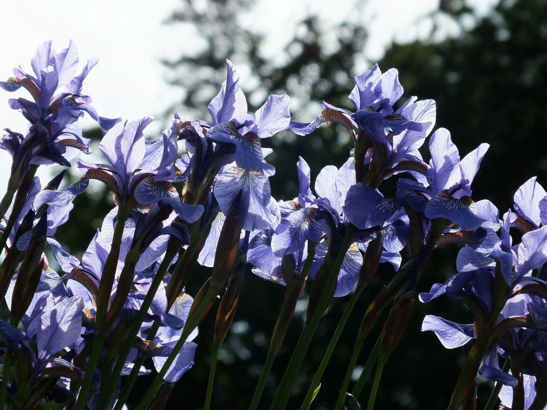 Blaue Iris, Fledermaus