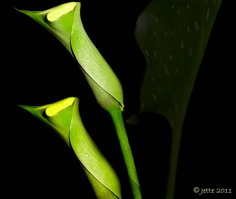 ~~Calla Blüten~~