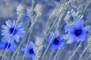 Fotos_Kornblumen