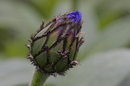 Kornblume