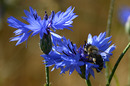 Kornblume