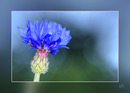 Kornblumenblau................