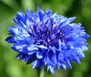 blue flower