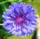 Kornblume ?