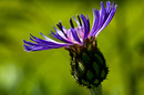 Kornblume 1