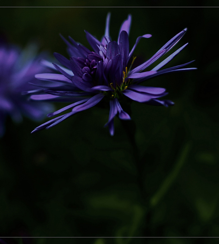 Aster :)