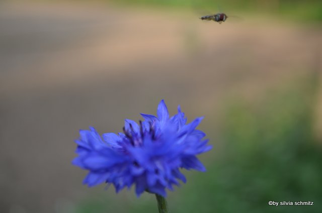 und da fliegt sie dahin,die schwebefliege