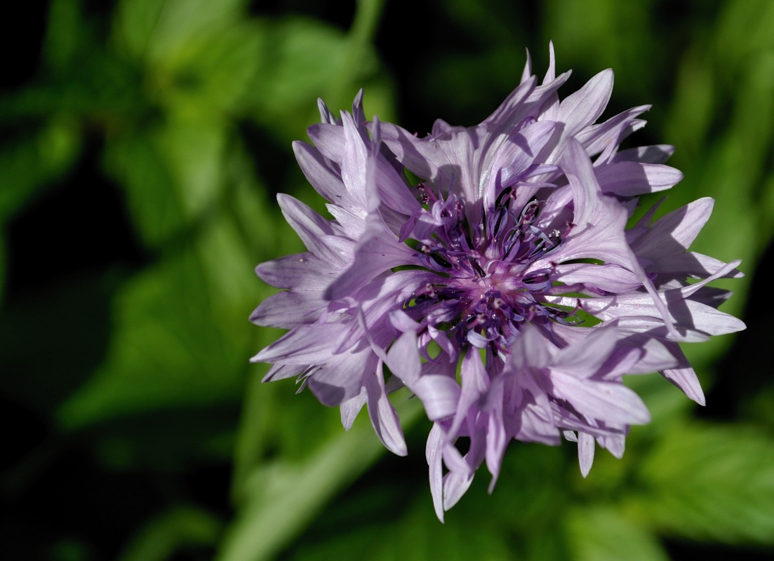 Kornblume