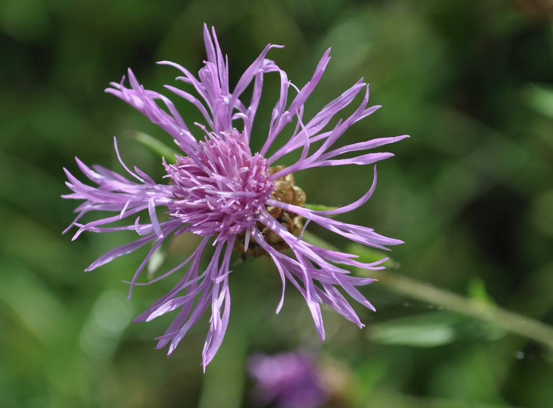 Kornblume