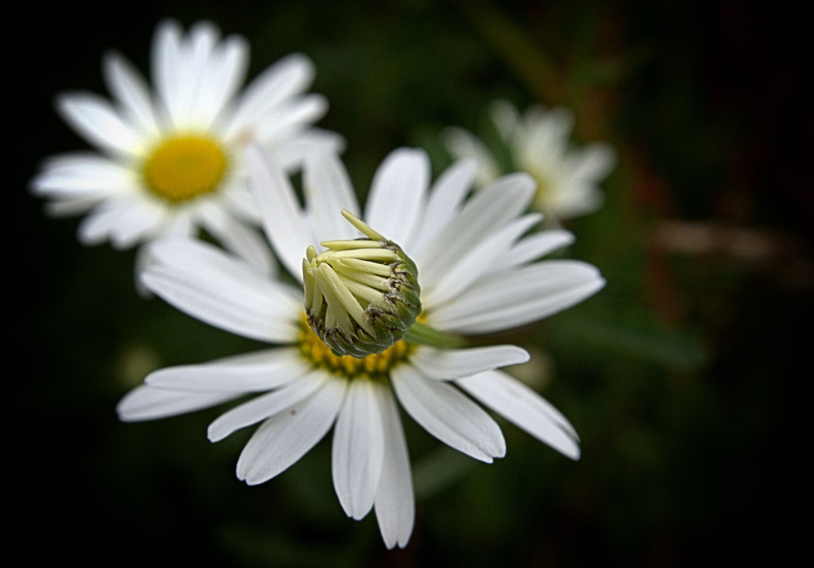 Ein Blümchen für Euch